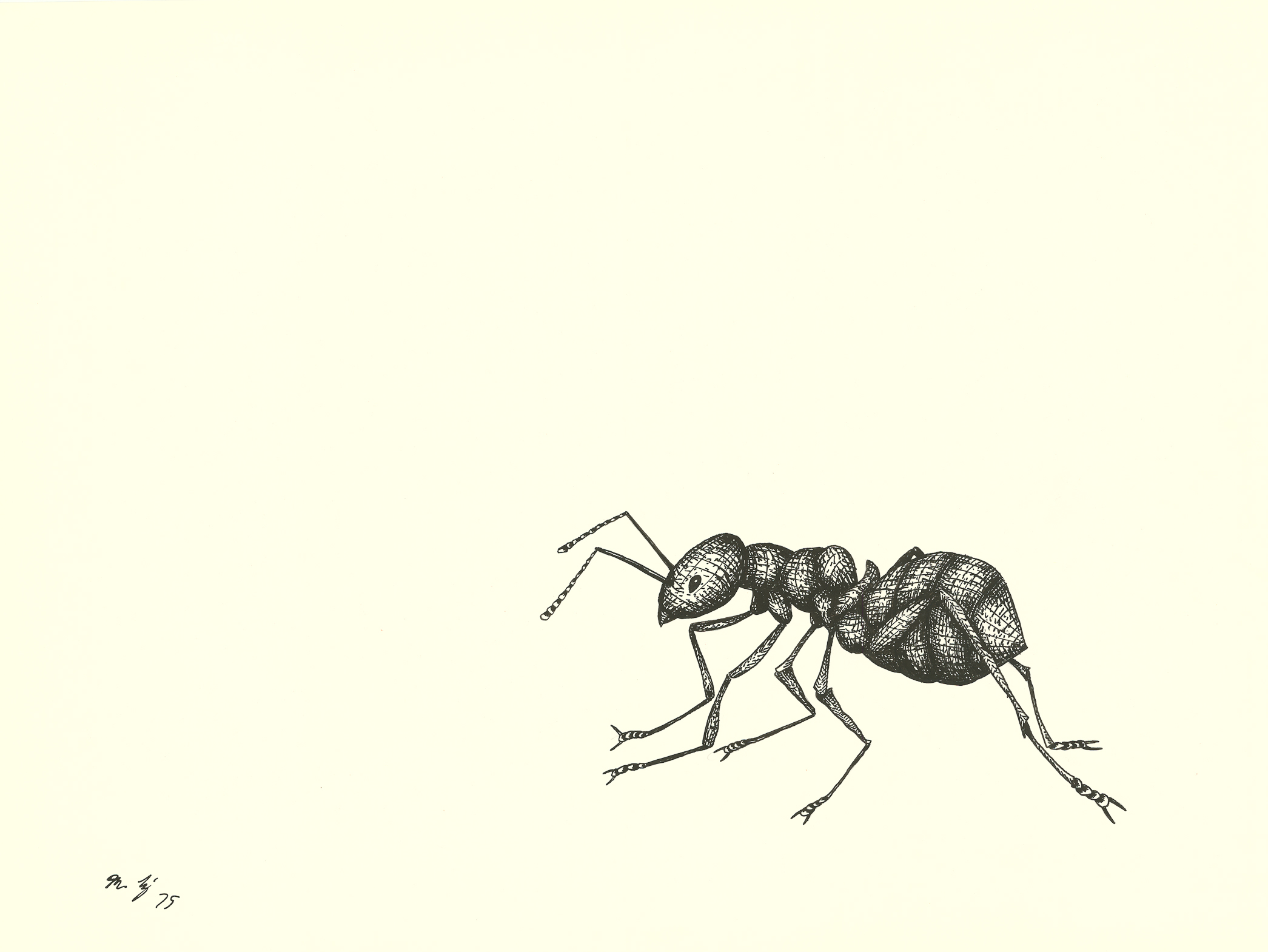 <i>Ant</i><br>Ink on paper<br>18 X 24 Inches<br>July - 1975<br>